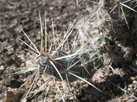 Corynopuntia bulbispina