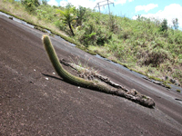 Coleocephalocereus buxbaumianus