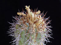 Copiapoa calderana