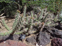 Cylindropuntia californica