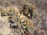 Cylindropuntia californica