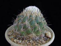 Coryphantha calipensis