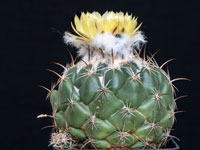 Coryphantha calipensis