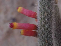 Cleistocactus candelilla