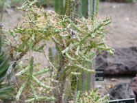 Cylindropuntia caribaea