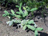 Cylindropuntia cholla