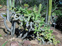 Cylindropuntia cholla