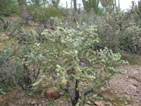 Cylindropuntia cholla