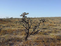 Cylindropuntia cholla