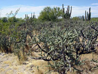 Cylindropuntia cholla