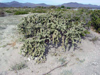 Cylindropuntia cholla