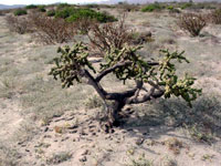 Cylindropuntia cholla