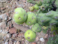 Cylindropuntia cholla