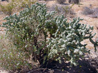 Cylindropuntia cholla