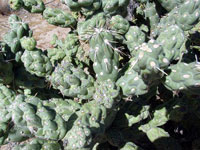 Cylindropuntia cholla