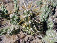 Cylindropuntia cholla