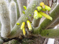 Cleistocactus ritteri