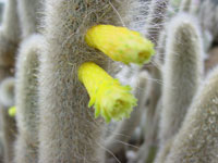 Cleistocactus ritteri