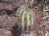 Copiapoa cinerascens