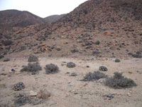 Copiapoa cinerascens