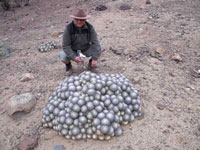 Copiapoa cinerascens