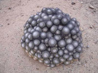 Copiapoa cinerascens