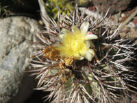 Copiapoa cinerascens