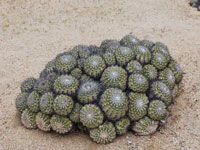 Copiapoa cinerascens