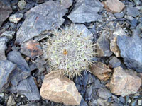 Copiapoa cinerascens