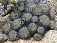 Copiapoa cinerascens