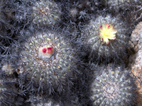 Copiapoa cinerascens