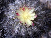 Copiapoa cinerascens