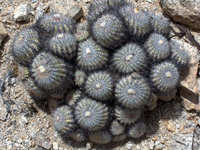 Copiapoa cinerascens