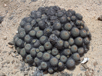 Copiapoa cinerascens