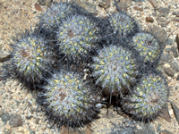 Copiapoa cinerascens