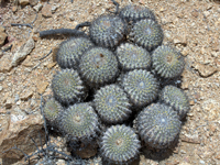 Copiapoa cinerascens