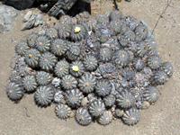 Copiapoa cinerascens