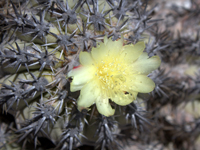 Copiapoa cinerascens