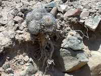 Copiapoa cinerascens