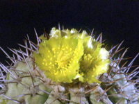 Copiapoa cinerascens