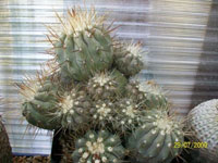 Copiapoa cinerea