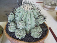 Copiapoa cinerea