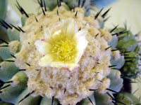 Copiapoa cinerea