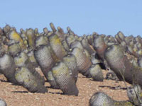 Copiapoa cinerea