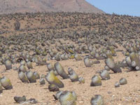 Copiapoa cinerea