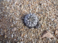 Copiapoa cinerea