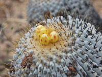 Copiapoa cinerea