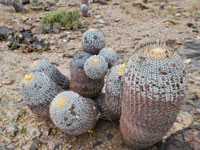 Copiapoa cinerea