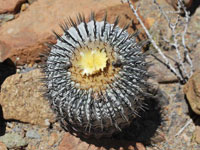 Copiapoa cinerea