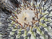 Copiapoa cinerea